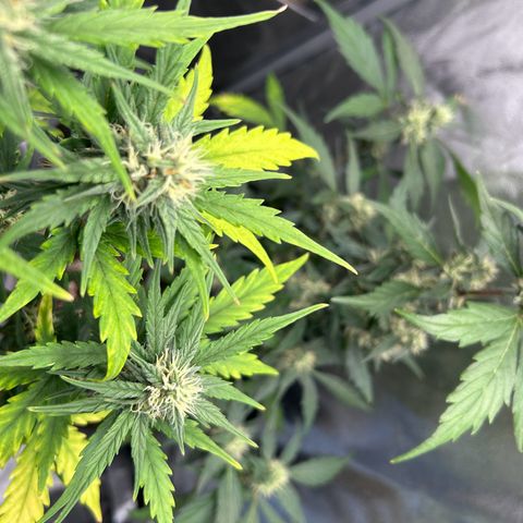 Sensi Amnesia XXL Automatic growlog timeline photo