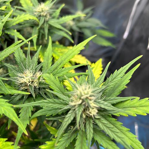 Sensi Amnesia XXL Automatic growlog timeline photo