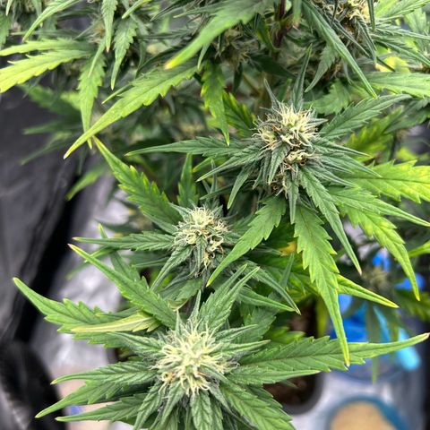 Sensi Amnesia XXL Automatic growlog timeline photo
