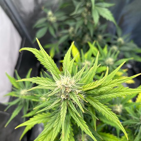 Sensi Amnesia XXL Automatic growlog timeline photo