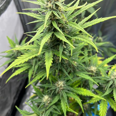 Sensi Amnesia XXL Automatic growlog timeline photo