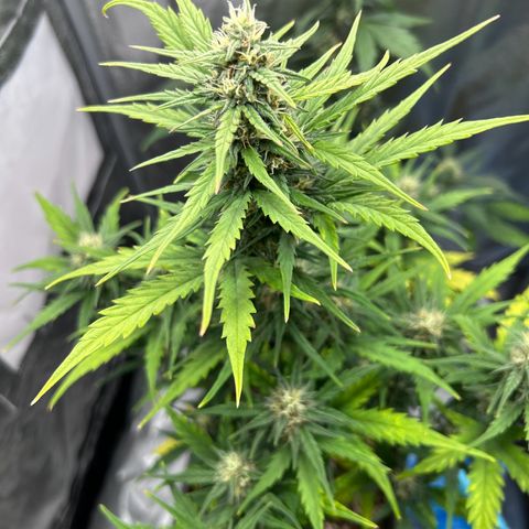 Sensi Amnesia XXL Automatic growlog timeline photo