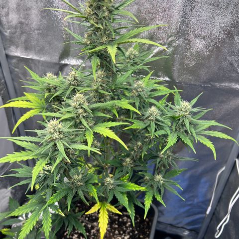 Sensi Amnesia XXL Automatic growlog timeline photo
