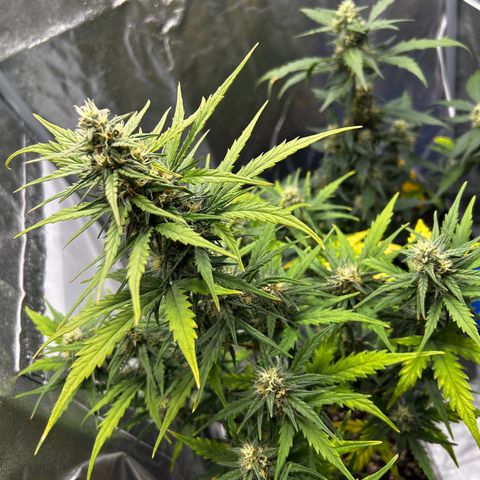Sensi Amnesia XXL Automatic growlog timeline photo