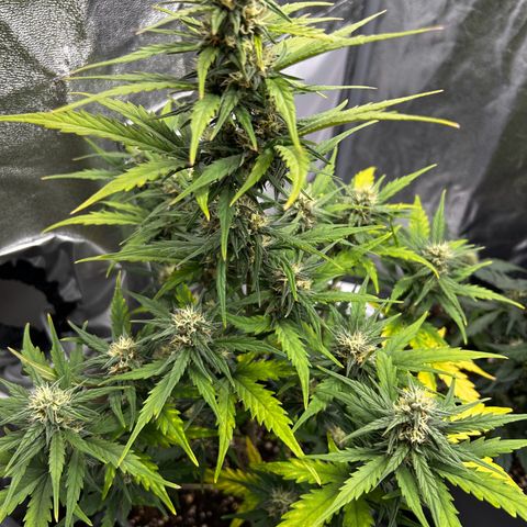 Sensi Amnesia XXL Automatic growlog timeline photo