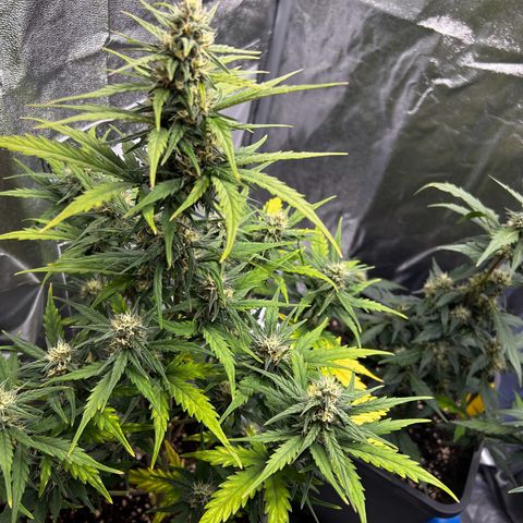 Sensi Amnesia XXL Automatic growlog timeline photo