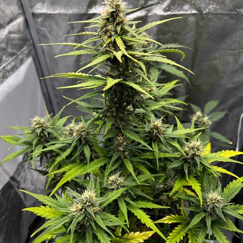 Sensi Amnesia XXL Automatic growlog timeline photo
