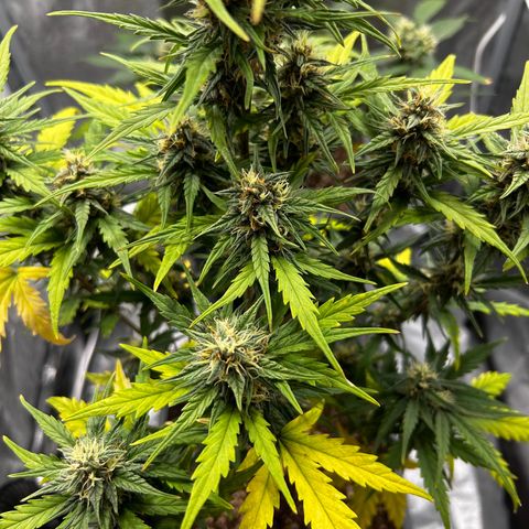 Sensi Amnesia XXL Automatic growlog timeline photo