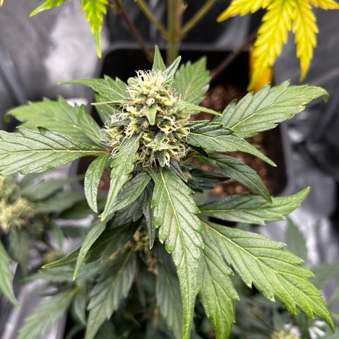 Super Skunk Automatic growlog timeline photo