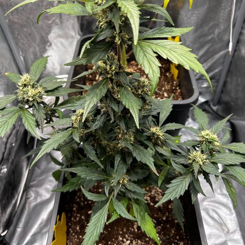 Super Skunk Automatic growlog timeline photo