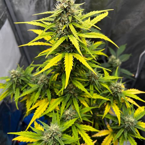 Sensi Amnesia XXL Automatic growlog timeline photo
