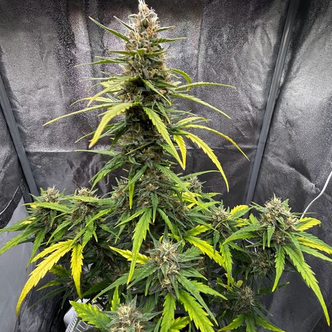 Sensi Amnesia XXL Automatic growlog timeline photo