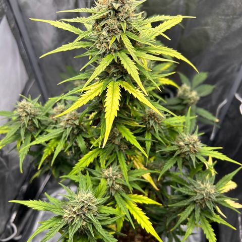 Sensi Amnesia XXL Automatic growlog timeline photo
