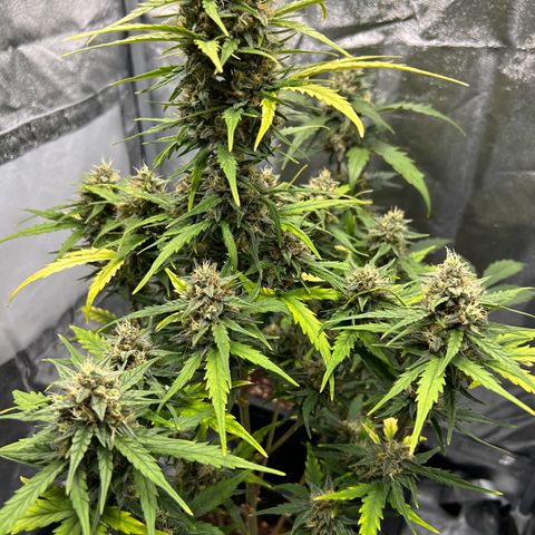 Sensi Amnesia XXL Automatic growlog timeline photo