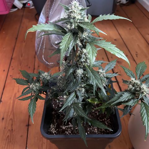 Super Skunk Automatic growlog timeline photo