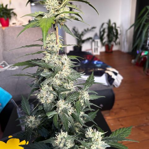Super Skunk Automatic growlog timeline photo