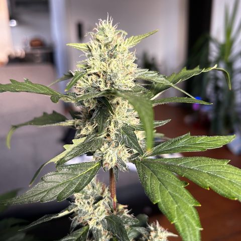 Super Skunk Automatic growlog timeline photo