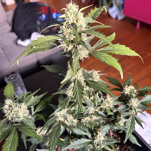 Super Skunk Automatic growlog timeline photo