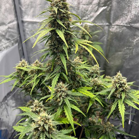 Sensi Amnesia XXL Automatic growlog timeline photo