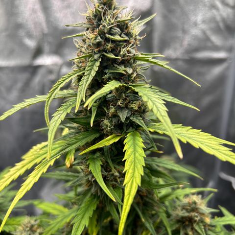 Sensi Amnesia XXL Automatic growlog timeline photo
