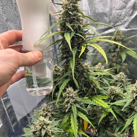 Sensi Amnesia XXL Automatic growlog timeline photo