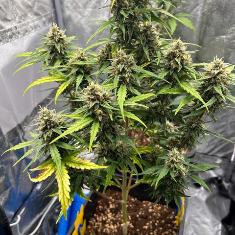 Sensi Amnesia XXL Automatic growlog timeline photo