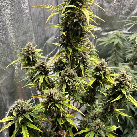 Sensi Amnesia XXL Automatic growlog timeline photo