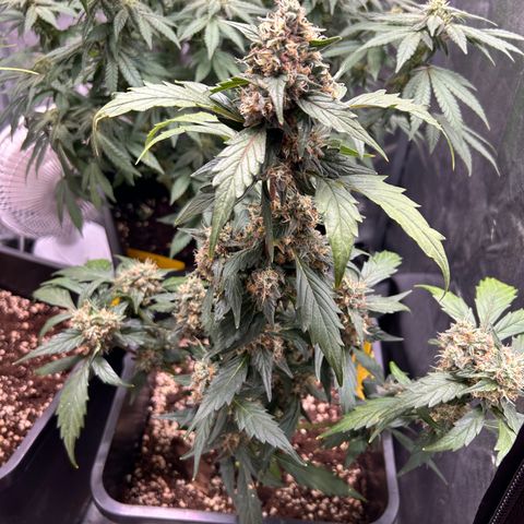 Super Skunk Automatic growlog timeline photo