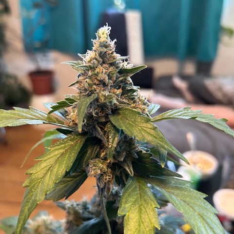 Super Skunk Automatic growlog timeline photo