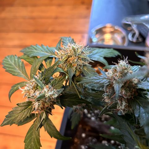 Super Skunk Automatic growlog timeline photo