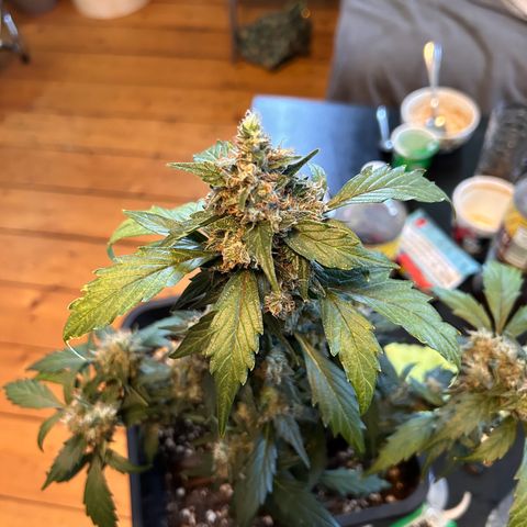 Super Skunk Automatic growlog timeline photo