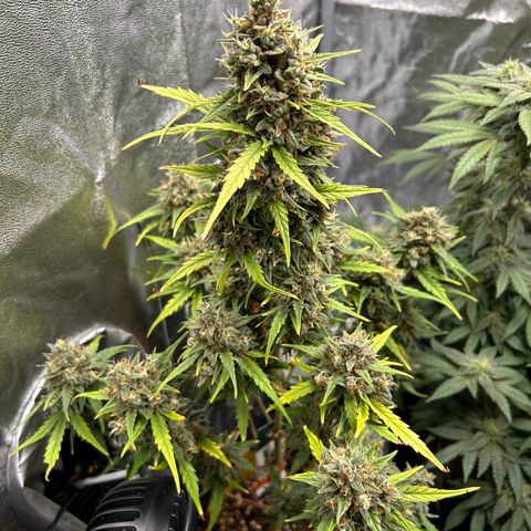 Sensi Amnesia XXL Automatic growlog timeline photo