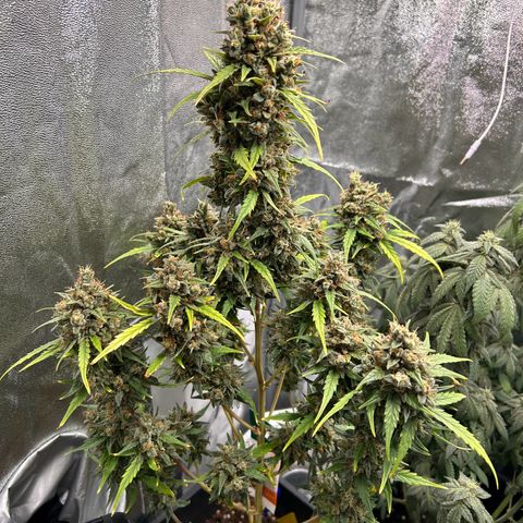 Sensi Amnesia XXL Automatic growlog timeline photo