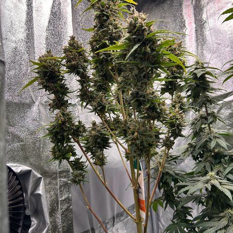 Sensi Amnesia XXL Automatic growlog timeline photo