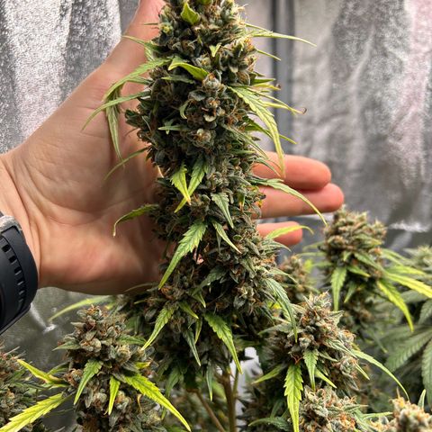 Sensi Amnesia XXL Automatic growlog timeline photo
