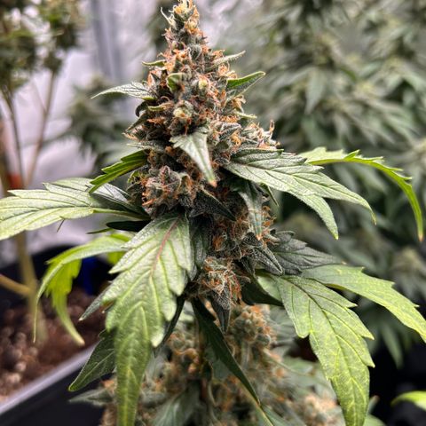 Super Skunk Automatic growlog timeline photo
