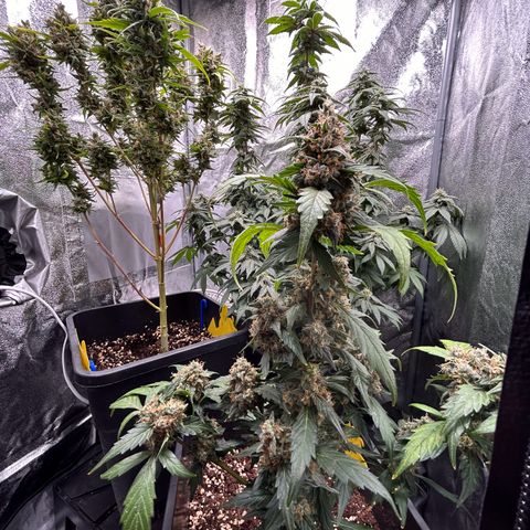 Super Skunk Automatic growlog timeline photo
