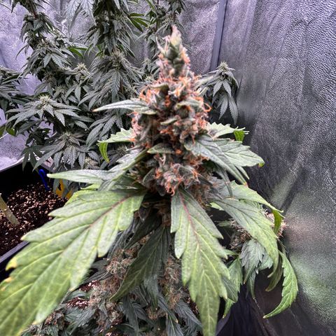 Super Skunk Automatic growlog timeline photo