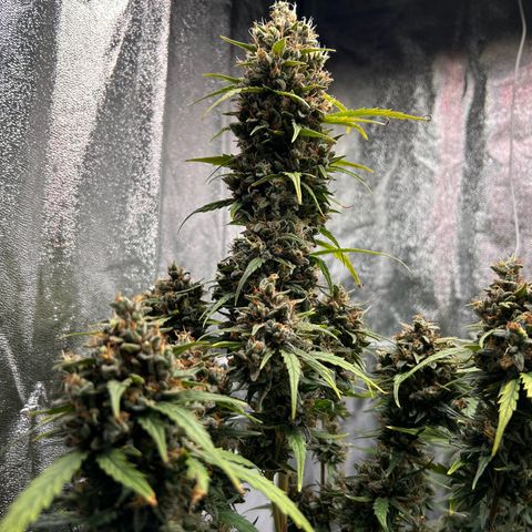 Sensi Amnesia XXL Automatic growlog timeline photo