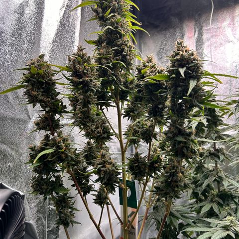 Sensi Amnesia XXL Automatic growlog timeline photo