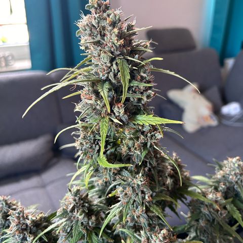 Sensi Amnesia XXL Automatic growlog timeline photo