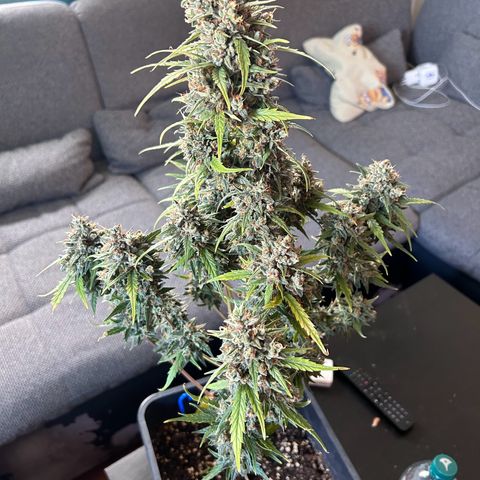 Sensi Amnesia XXL Automatic growlog timeline photo
