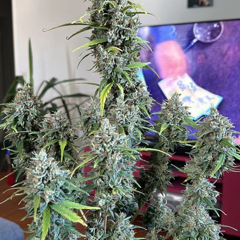 Sensi Amnesia XXL Automatic growlog timeline photo