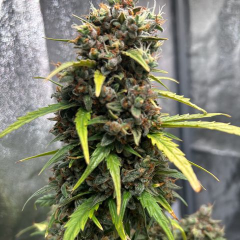 Sensi Amnesia XXL Automatic growlog timeline photo
