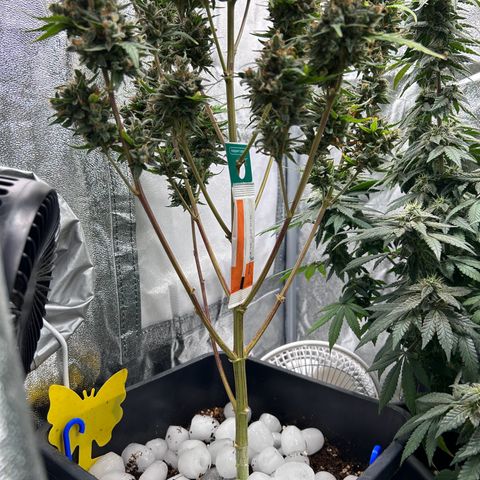 Sensi Amnesia XXL Automatic growlog timeline photo