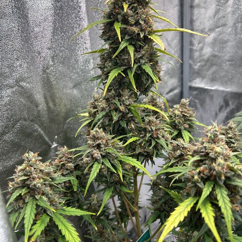 Sensi Amnesia XXL Automatic growlog timeline photo