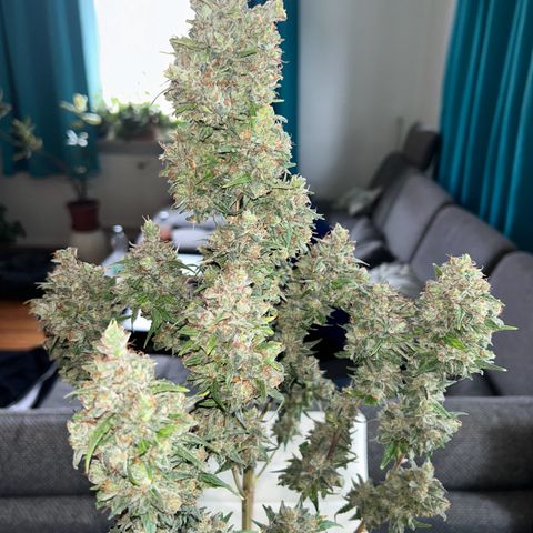 Sensi Amnesia XXL Automatic growlog timeline photo