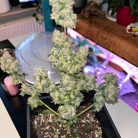 Super Skunk Automatic growlog timeline photo