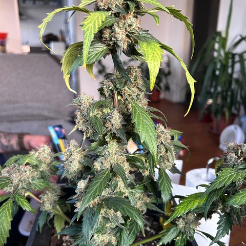 Super Skunk Automatic growlog timeline photo