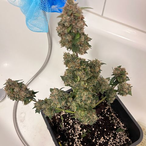 Super Skunk Automatic growlog timeline photo